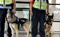 又萌又勇的“犬sir”来了！5只警犬国庆正式入职重庆轨道公安