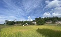 涪陵稻谷进入收获期 机械收割来帮忙