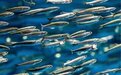 吃深海鳀鱼的好处有哪些？富含DHA、EPA、矿物质和蛋白质