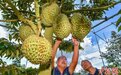 探访三亚榴莲种植基地：六月底榴莲或可“树上熟”