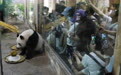 广西柳州大熊猫“炫”榴莲庆生