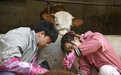 引来300万人在线“追牛”，这位“95后”女兽医真牛