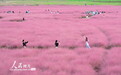 安徽固镇：粉色“花海”美如画