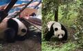 野生大熊猫潜入西安一农家小院熟睡，主人砍来新鲜竹子款待并报警