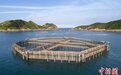 台属陈招德创新大黄鱼养殖 带富乡民促两岸交融