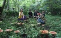 走进高黎贡山，陶醉在云之凰“仙草争斗艳，芝情满天下”的壮美画卷中