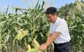 能生吃、牛奶味、适应丘陵平原 成都多个新品种玉米将“入住”天府粮仓