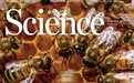 成果上《科学》封面，“揭秘”曾获诺奖的蜂之舞，“追蜂人”谭垦：愿做铺路“工蜂”