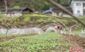 贵州务川：清明时节辣椒苗管护忙
