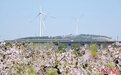 昔日“采石村”吃上生态旅游饭，徐州铜山万亩桃花迎客来