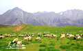 甘肃民乐：生态牧场如画卷