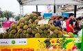 中国—东盟“果篮子”生意旺 榴莲“圈粉”中国消费者