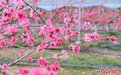 江西南昌“后花园”梅岭各色花盛开 春分时节风景正美