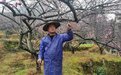 浙江温州“守梅人”以花为“媒”打造“花海经济”