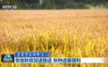 【在希望的田野上】各地秋收加速推进 秋种进展顺利