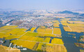 浙江绍兴：湿地稻田呈现“鱼米之乡”秋收美景