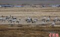 新疆巴里坤草原迎来候鸟回归高峰