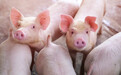 农业农村部：将着力稳产能、稳政策、防疫病，继续抓好生猪稳产保供工作