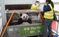 大熊猫“金喜”和“茱萸”乘专机抵达西班牙