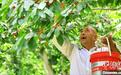 新疆莎车逾4.5万亩樱桃陆续成熟 早熟品种已抢“鲜”上市