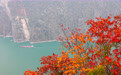 重庆巫山：巫峡红叶红似火