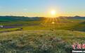 内蒙古扎鲁特旗：仲夏时节的草原花海