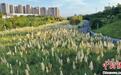 重庆一公园芦苇飘荡美如画