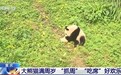 “抓周”“吃席”……大熊猫“莽灿灿”周岁生日好欢乐