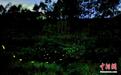 广西大明山迎来萤火虫最佳观赏季 星星点点仿似童话世界
