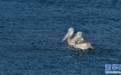 河南洛阳：卷羽鹈鹕再现孟津黄河湿地