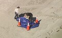 外媒：美佛州一海滩惊现人头，当地居民称感到震惊，警方已展开调查