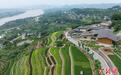 海外华媒见证重庆乡村振兴：金鳌“生金”田园“共享”