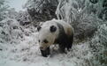 踏雪而来，隔空“亲吻”！野生大熊猫现身四川千佛山