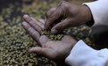 咖啡豆涨价至近50年来高位