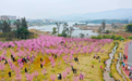 赏花踏青 乐享春光