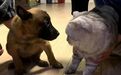 训练警犬，请来猫咪帮忙！一段视频火了