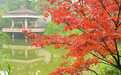 “鸿”叶似锦“枫”景如画！快去鸿恩寺公园赏红枫