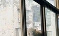 受伤野生猕猴闯进幼儿园：疑与猴群打架左臂受伤，已接受治疗