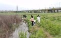 成都青龙湖可以钓小龙虾？现场已难觅小龙虾踪影，专家：野生的不建议吃