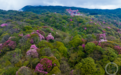 杜鹃花开春漫山