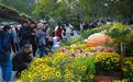 武汉市第41届金秋菊展在沙湖公园璀璨启幕