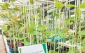 香港中文大学卓敏生命科学教授林汉明：“用智慧去从事农业生产”