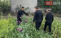 照谣镜｜ 罂粟泡酒能治病？六旬老人听信“偏方”种植罂粟被罚200元