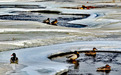 绿头鸭在内蒙古锡伯河上过大年