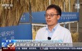 沙漠温室种水稻！中国科学家这样做到“不可能完成的任务”