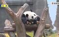 中央赠港大熊猫“安安”“可可”与公众见面啦