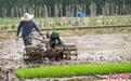 广西梧州：春分至农事忙 田园风光美