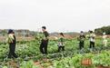 16000斤学生自种蔬菜喜获丰收，高校举行丰收节，邀请学生免费吃