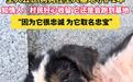 主人去世狗狗守墓2年，网友赞现实版“忠犬八公”，专家：狗对人的爱或超过对食物的爱