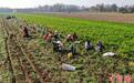 （乡村行·看振兴）特色种植助振兴  太行山中小城胡萝卜铺就致富路